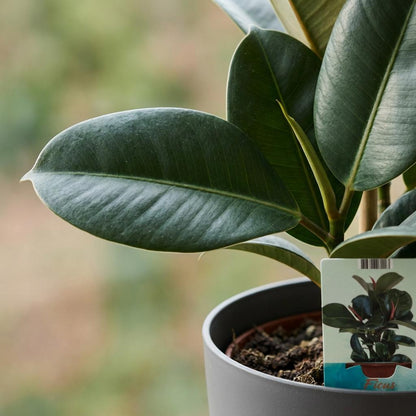 Plante d'intérieur - Plante caoutchouc - Ficus Elastica Cloe - Vert - Peu d'entretien - 1 Plante - avec Potter Gris - Pot 19cm - Hauteur 65cm