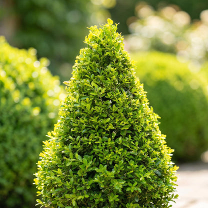 Buis BetterBuxus Skylight pyramidale, gros plan sur le feuillage vert vif exposé au soleil, avec un fond de verdure flou.