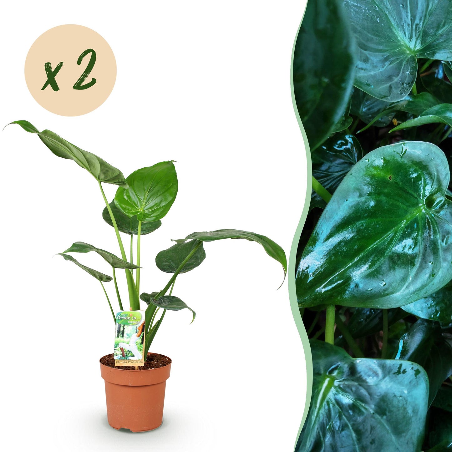Une Alocasia Cucullata, aussi appelée Main de Bouddha, avec son feuillage vert et lustré, présentée en pot marron sur fond blanc avec un