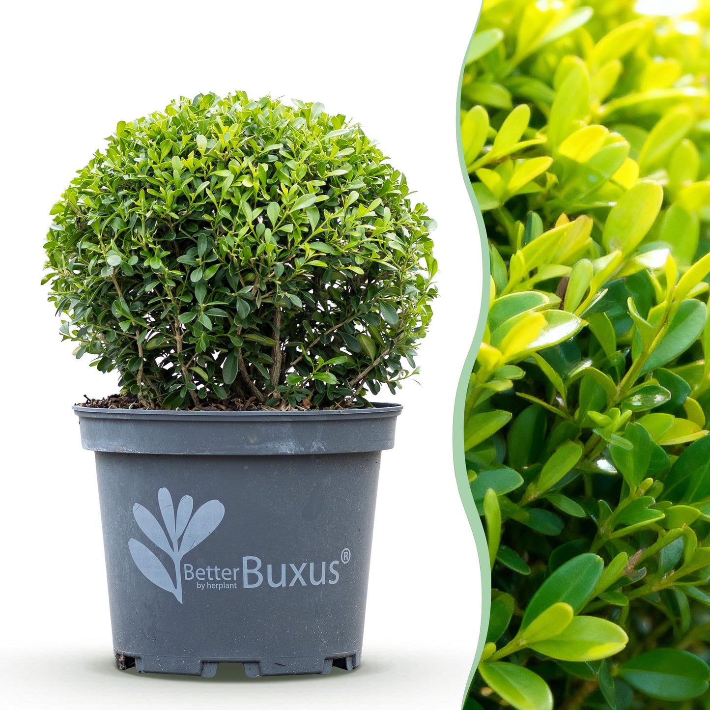 BetterBuxus Skylight, buis boule résistant à la pourriture, en pot sur fond blanc, avec un aperçu gros plan de son feuillage vert.