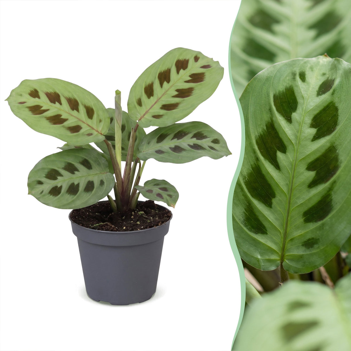 Bébé Maranta leuconeura Kerchoveana, plante lapin aux feuilles tachetées, en pot de 6 cm