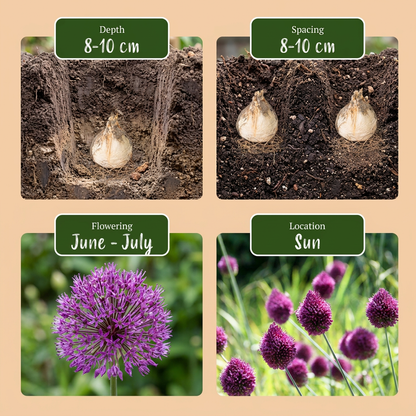 Guide de plantation des bulbes d'Ail à tête ronde (Allium), incluant profondeur, espacement, floraison et exposition.