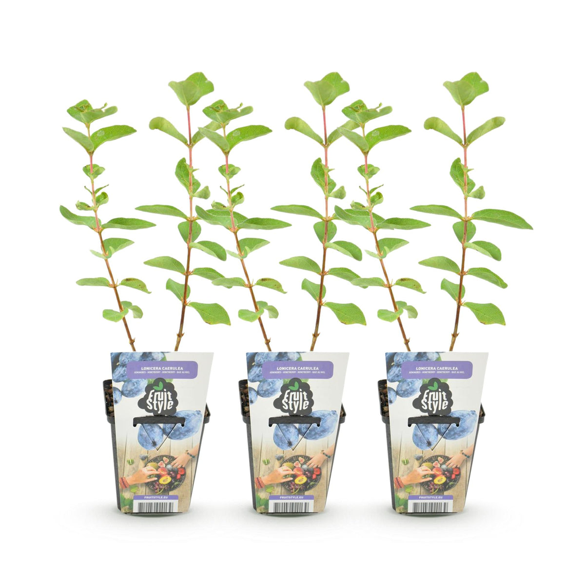 Camerisier - lot de 3 plants en pot de 9 cm