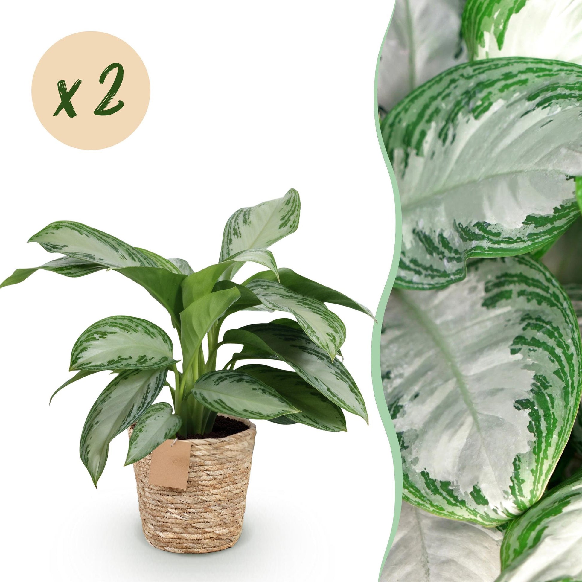 L'Aglaonema Silver Bay avec son feuillage argenté et vert est présenté dans un cache-pot panier en fibres naturelles