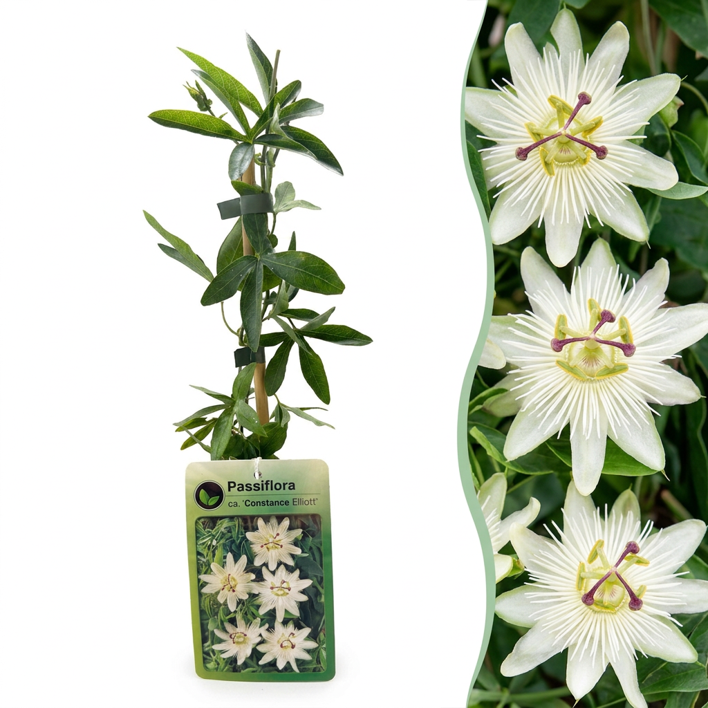 Passiflore 'Constance Elliott' (Passiflora caerulea) - grimpante fleurie exotique