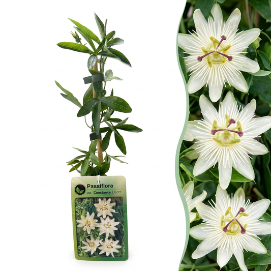 Passiflore 'Constance Elliott' (Passiflora caerulea) - grimpante fleurie exotique