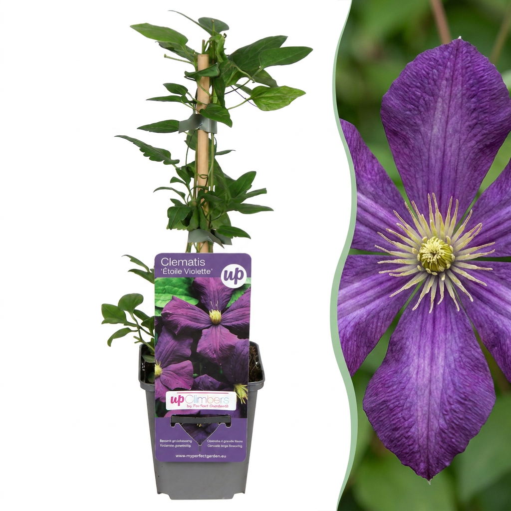 Clématite 'Étoile Violette' (Clematis) - grimpante à grandes fleurs violettes