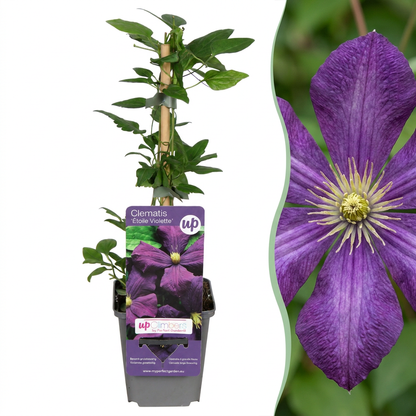 Clématite 'Étoile Violette' (Clematis) - grimpante à grandes fleurs violettes
