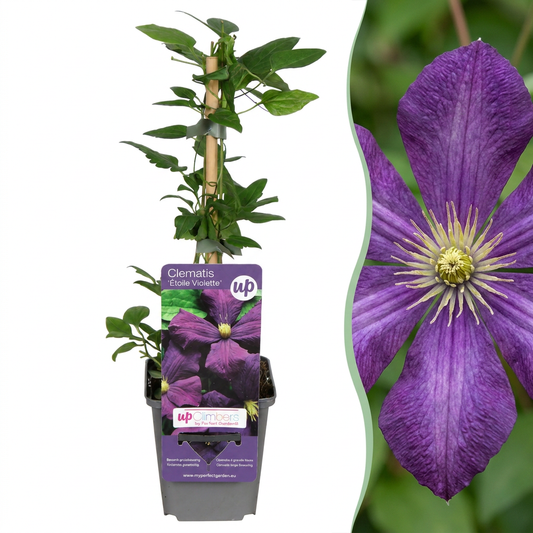 Clématite 'Étoile Violette' (Clematis) - grimpante à grandes fleurs violettes