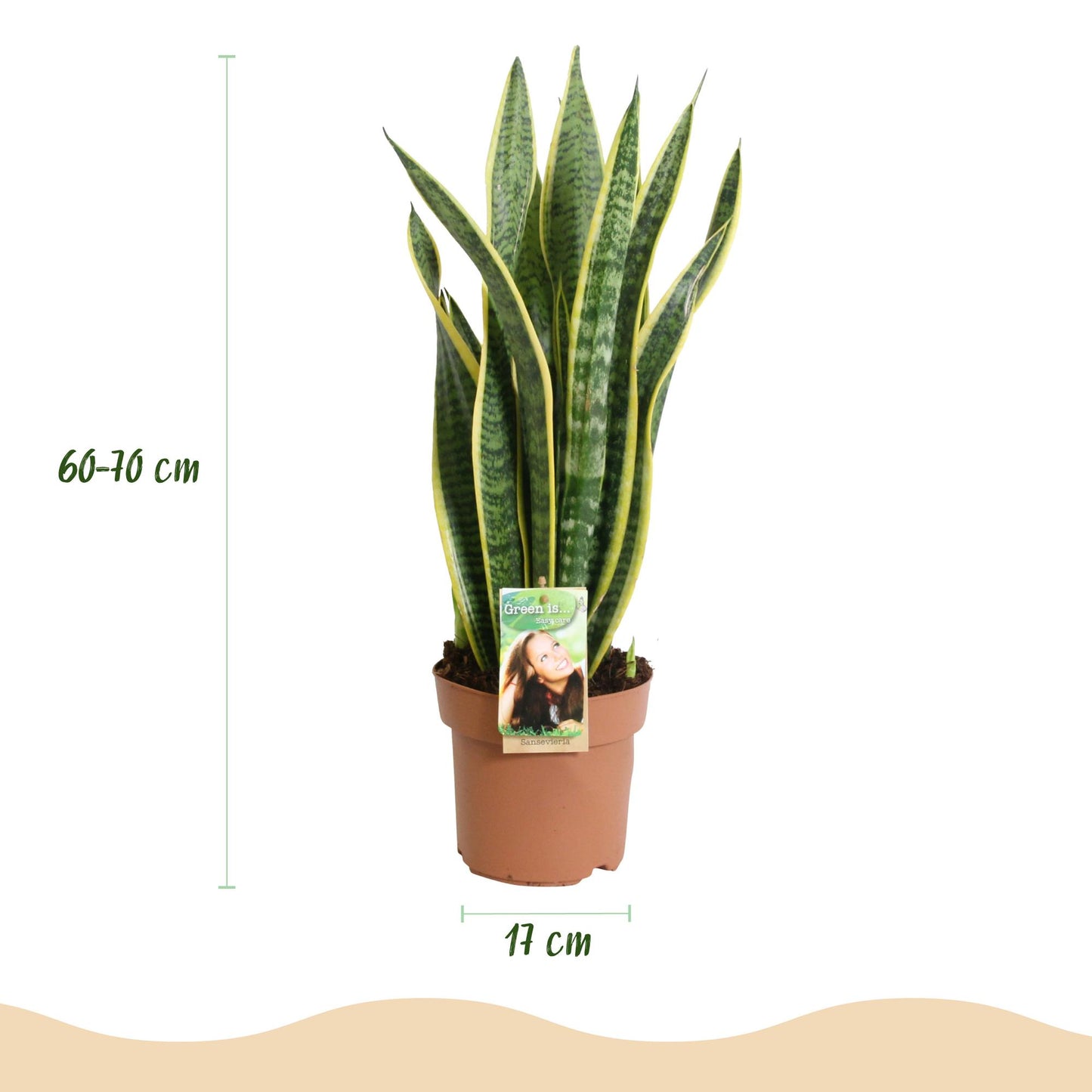 Plantes d'intérieur -Sansevieria Laurentii - Langue de belle-mère - Peu d'entretien - Vert - jaune - 1 Plante - Pot 17cm - Hauteur 60-70cm