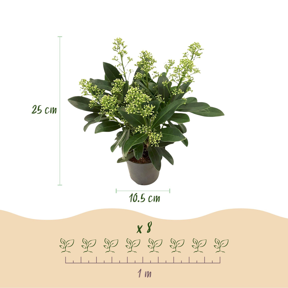 Dimensions de Skimmia 'Finchy' en pot de 10,5 cm