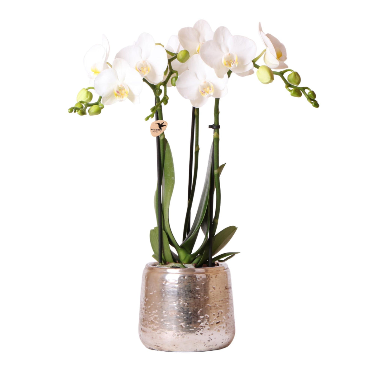 Orchidée Phalaenopsis blanche avec cache-pot Luxe argenté