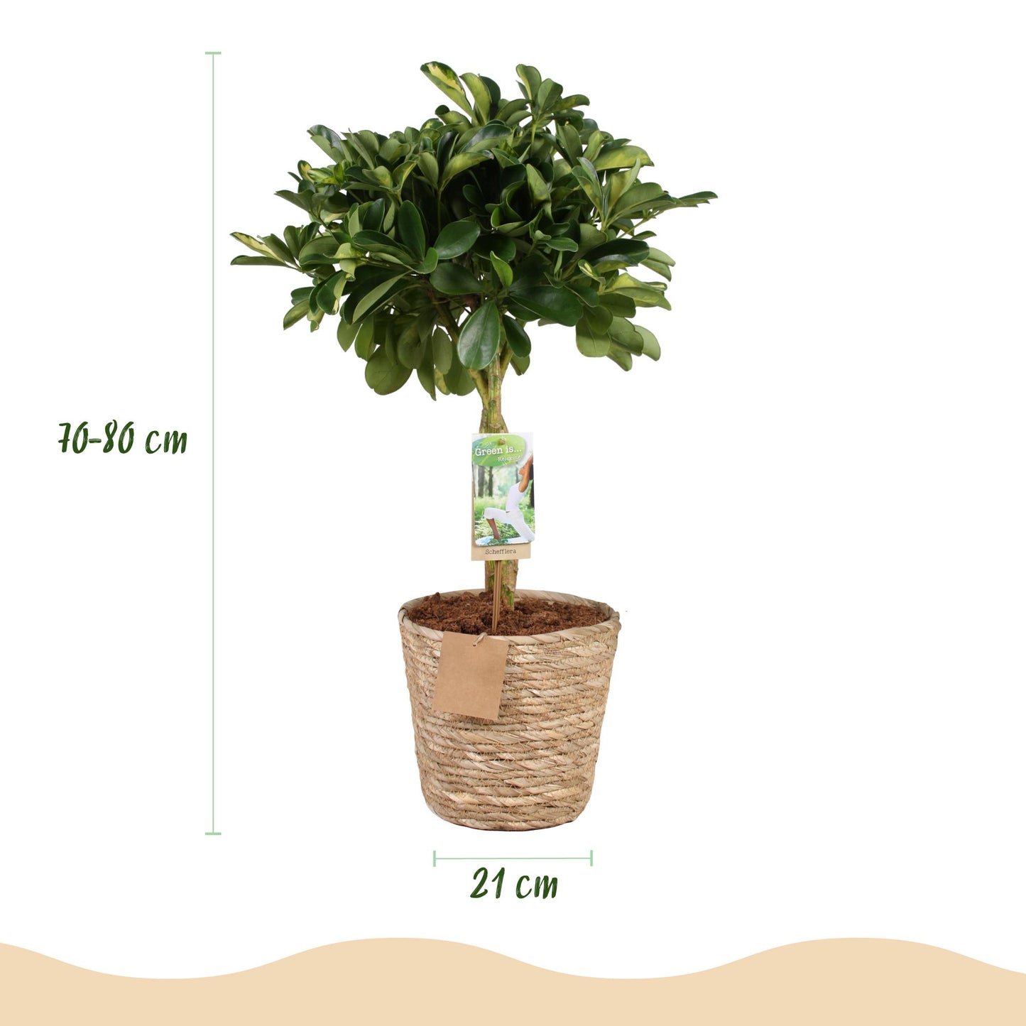 Plantes d'intérieur - Schefflera Gold Capelle - Arbre à doigts - Peu d'entretien - avec panier - Vert - or - 1 Plante - Pot 21cm - Hauteur 70-81cm