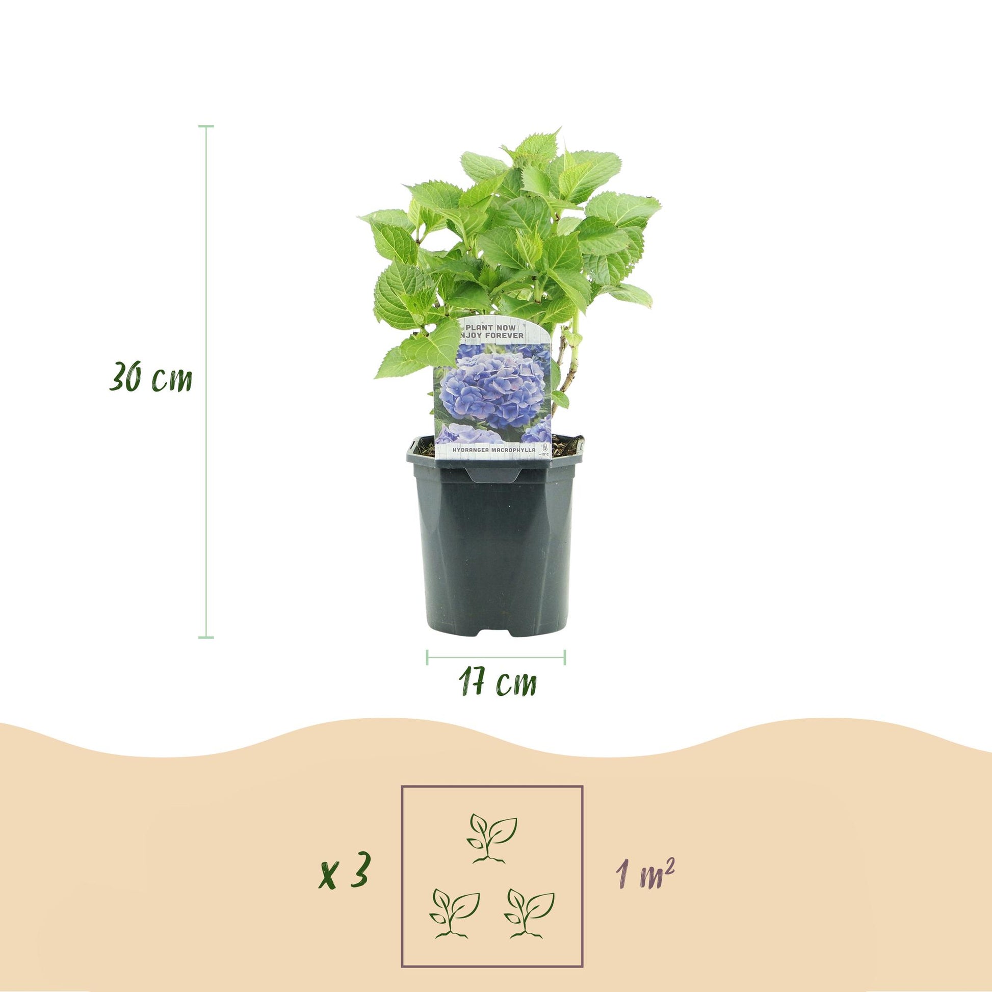 Hortensia Hydrangea macrophylla Blue. Infographie des dimensions : plant de 30 cm de haut, pot de 17 cm de diamètre. Indique qu'il faut 3 pl