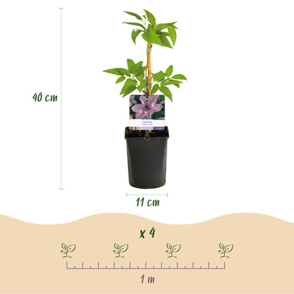 Clématite Hagley Hybrid : infographie indiquant une hauteur de 40 cm, un pot de 11 cm et un espacement de 1 m pour 4 plants.