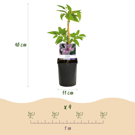Clématite Hagley Hybrid : infographie indiquant une hauteur de 40 cm, un pot de 11 cm et un espacement de 1 m pour 4 plants.