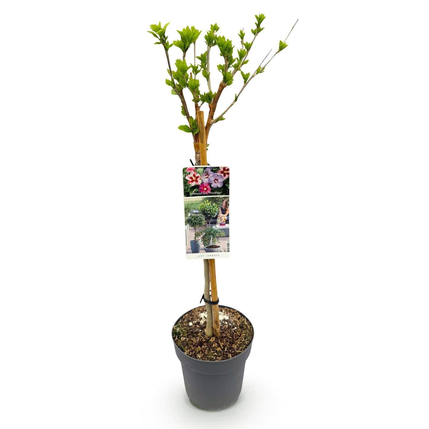 Hibiscus syriacus Tricolour en pot, avec des bourgeons verts et une étiquette montrant ses fleurs tricolores blanches, roses et violettes.