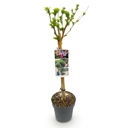 Hibiscus syriacus Tricolour en pot, avec des bourgeons verts et une étiquette montrant ses fleurs tricolores blanches, roses et violettes.