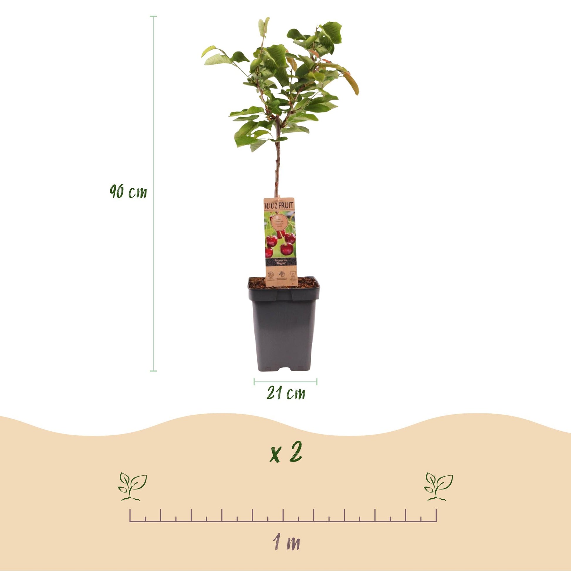Cerisier Prunus avium Regina. Schéma montrant la hauteur du jeune plant (90 cm), le diamètre de son pot (21 cm) et un espacement de plantati