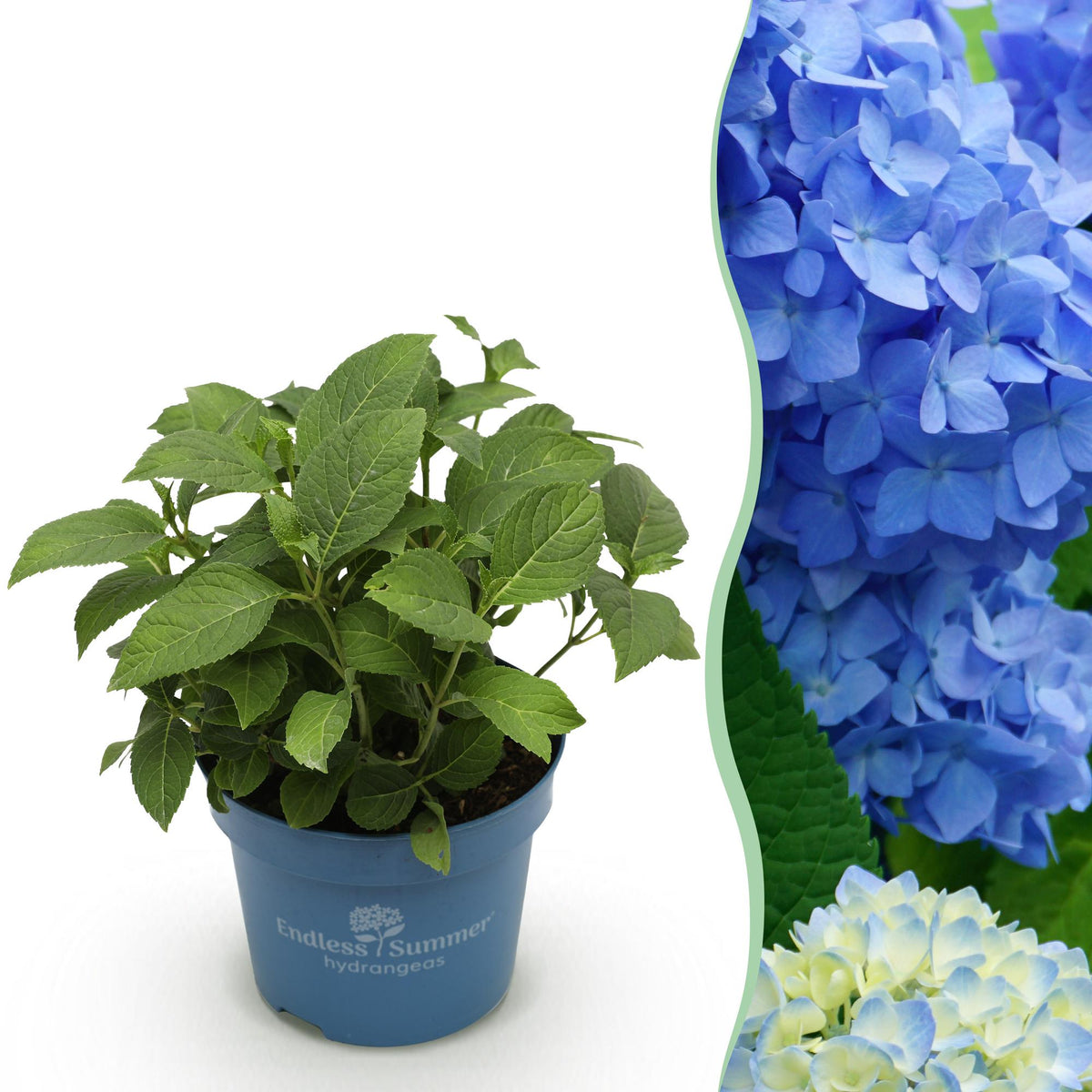 Hortensia 'The Original Blue' en pot de 14 cm et détail du feuillage et des fleurs