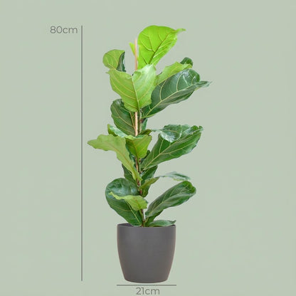 Ficus Lyrata avec pot Potter gris - 80cm - Ø21