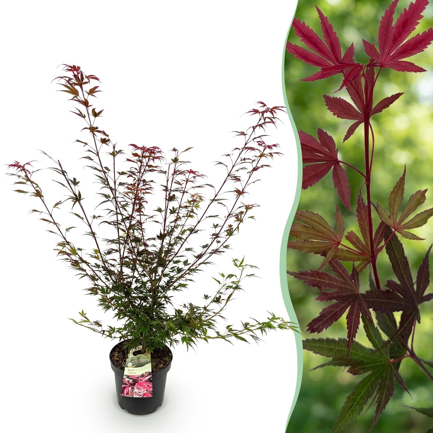 Acer palmatum Shaina : Érable japonais décidu en pot de 26 cm avec un feuillage découpé, vert et rouge, associé à un gros plan sur ses feuil