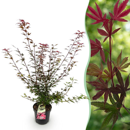 Acer palmatum Shaina : Érable japonais décidu en pot de 26 cm avec un feuillage découpé, vert et rouge, associé à un gros plan sur ses feuil