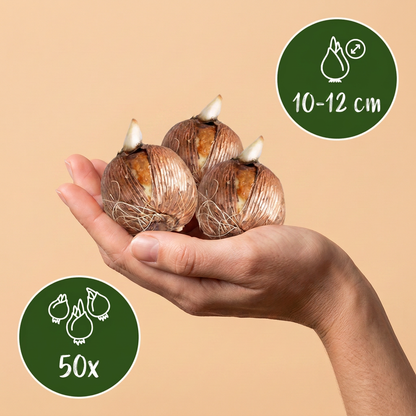 Bulbes de Mélange de bulbes pour jardin d'ombre tenus dans une main, calibre 10-12 cm, lot de 50 bulbes.