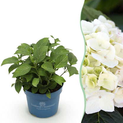 Hortensia 'The Bride' en pot de 14 cm et détail du feuillage et des fleurs
