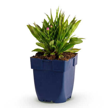 Aster Wood's Pink en pot bleu, sur fond blanc, montrant la plante vivace avec ses bourgeons roses, prête à être plantée.