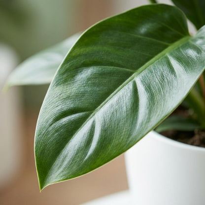 Plante d'intérieur - Philodendron - Philodendron Imperial Green - Vert - Entretien facile - 1 Plante - avec Pot Blanc - Pot 19cm - Hauteur 65cm