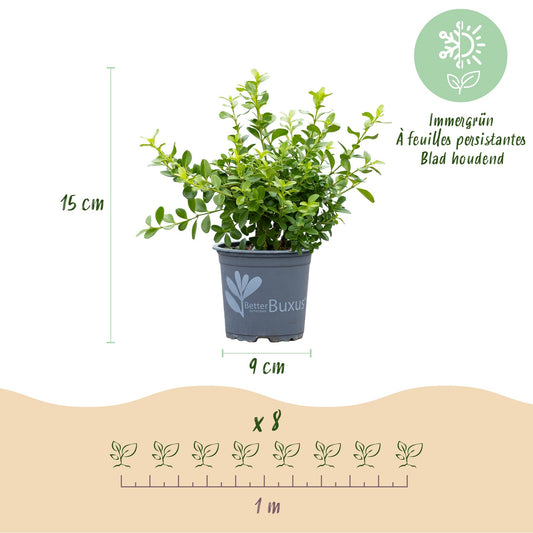Buxus BetterBuxus Babylon Beauty : infographie d'un jeune plant en pot (H 15 cm, Ø 9 cm) et espacement (8 plants pour 1 mètre linéaire).