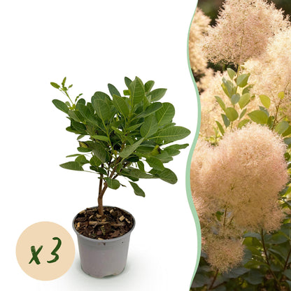 Cotinus coggyria Young Lady, plant vert en pot avec une pastille indiquant une quantité de x3, à côté d'une photo d'un plant en pleine flora