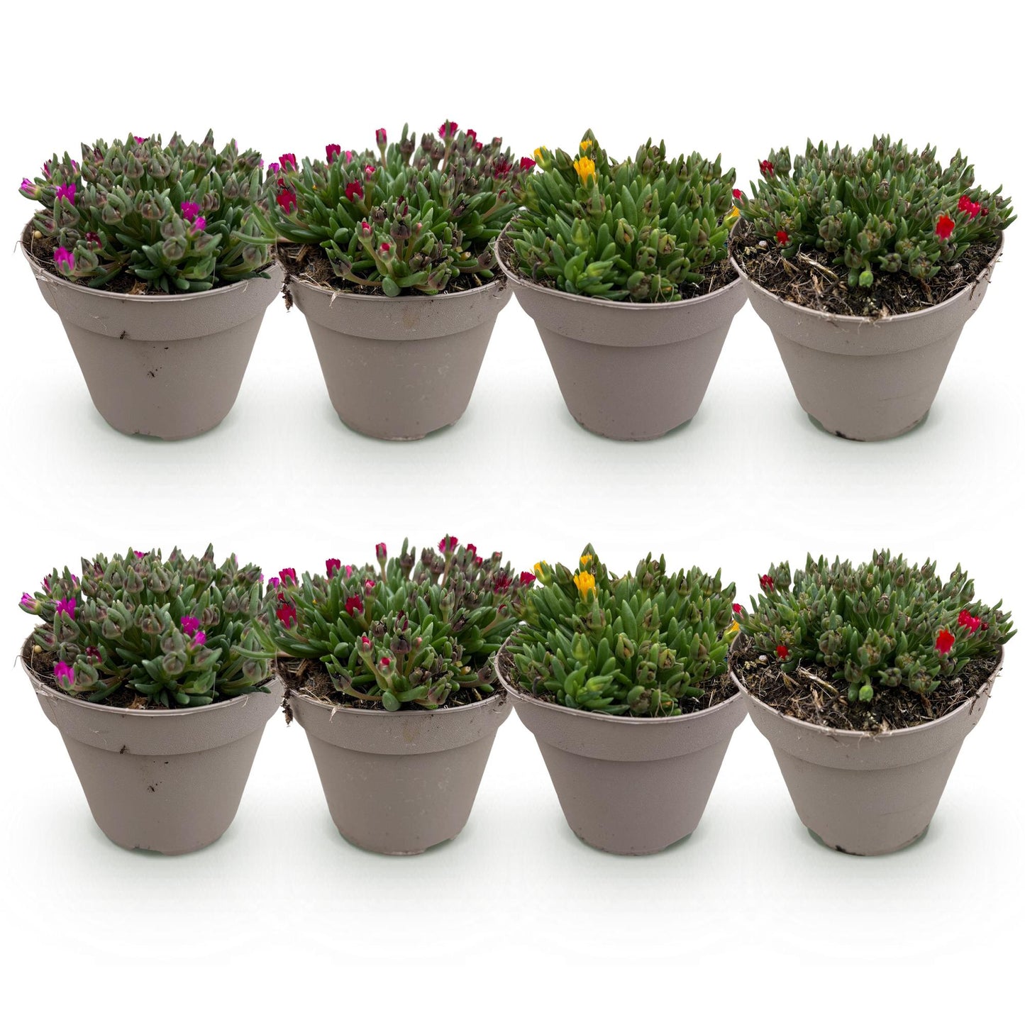Delosperma, plantes succulentes en pots avec des fleurs aux couleurs assorties (magenta, rouge, jaune). Lot de 8 plants de couverture de sol