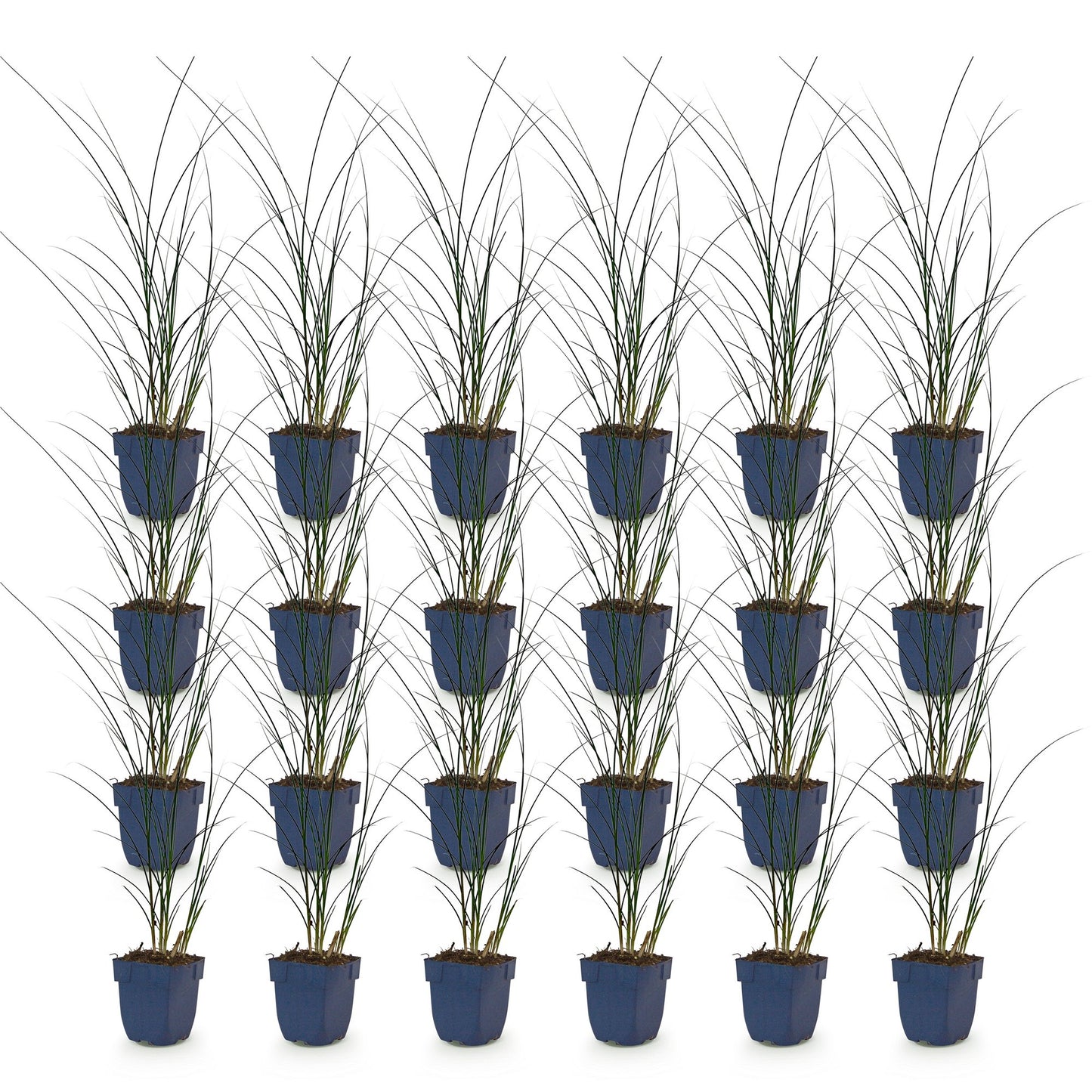 Miscanthus sin. Gracillimus : plusieurs plants d'Herbe de la Pampa en pots, alignés sur un fond blanc uni, prêts à être expédiés.
