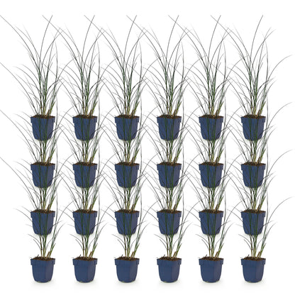 Miscanthus sin. Gracillimus : plusieurs plants d'Herbe de la Pampa en pots, alignés sur un fond blanc uni, prêts à être expédiés.