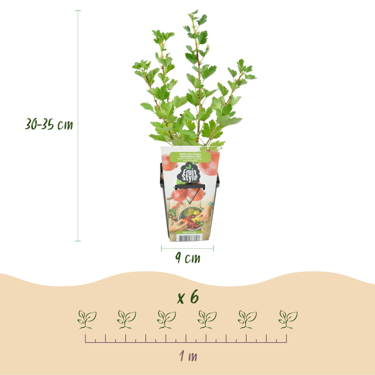 Dimensions de Groseillier à maquereau 'Hinnonmäki Röd' en pot de 9 cm