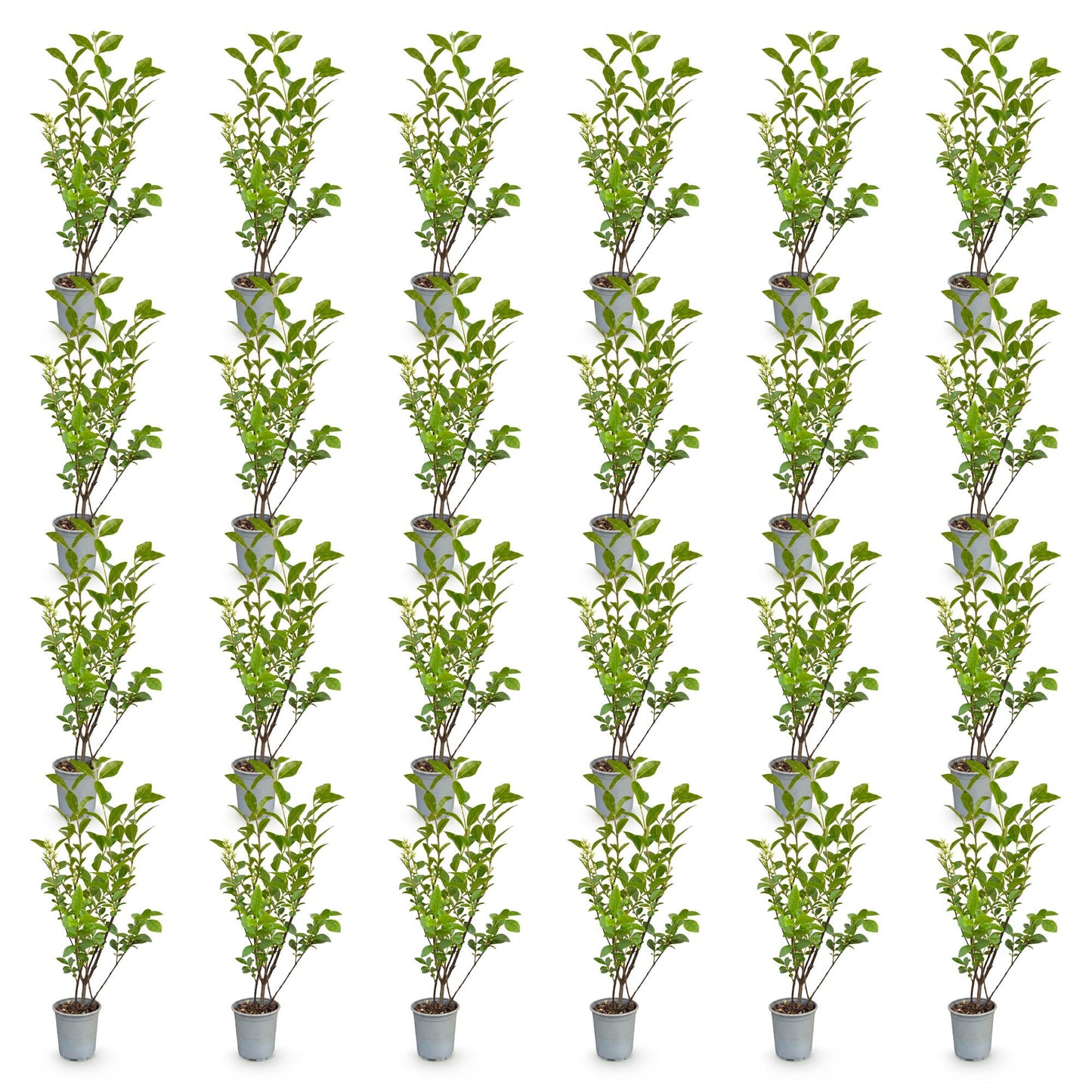 Ligustrum ovalifolium: 25 plants de Ligustre commun en pots individuels, feuillage vert dense, sur fond blanc uni.