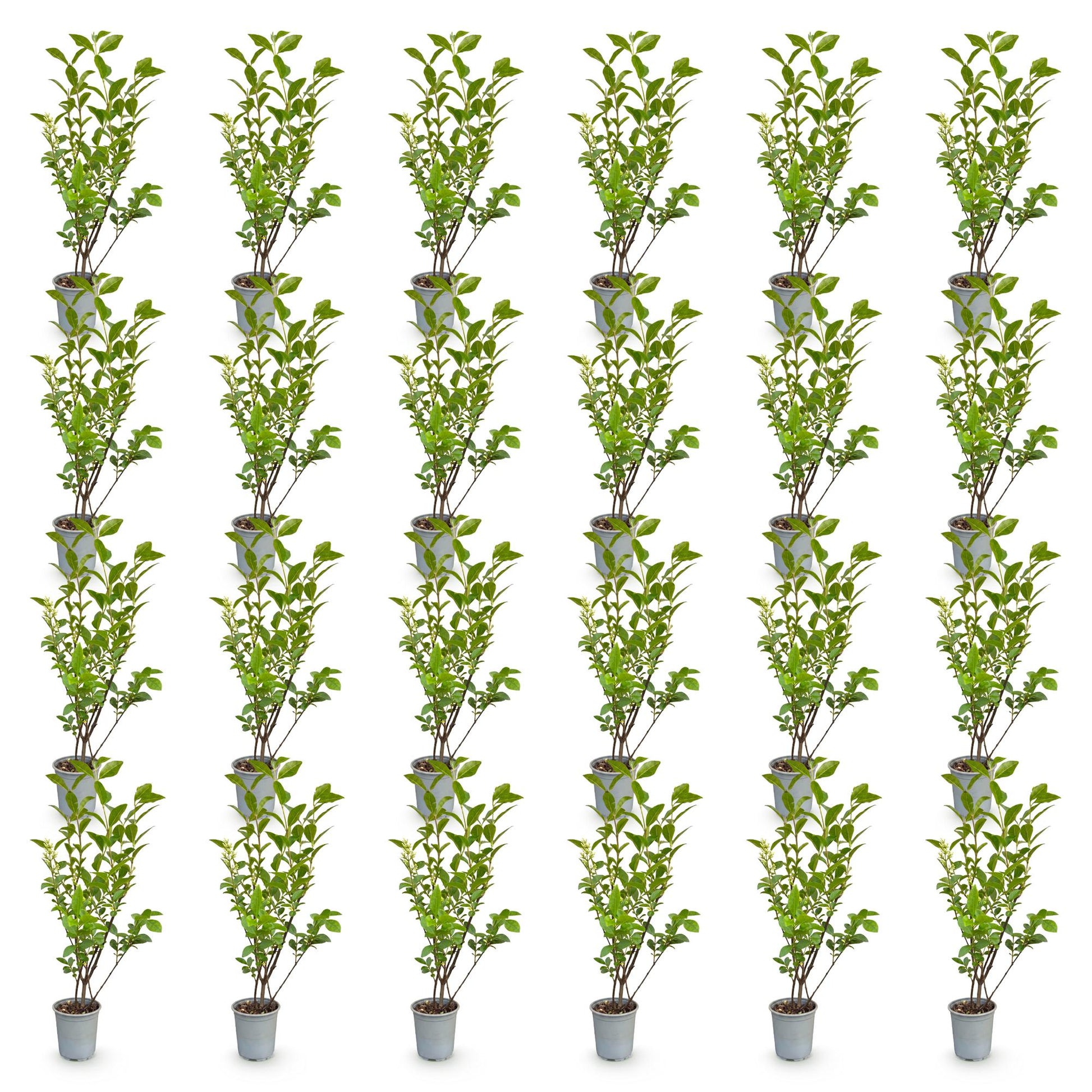 Ligustrum ovalifolium: 25 plants de Ligustre commun en pots individuels, feuillage vert dense, sur fond blanc uni.