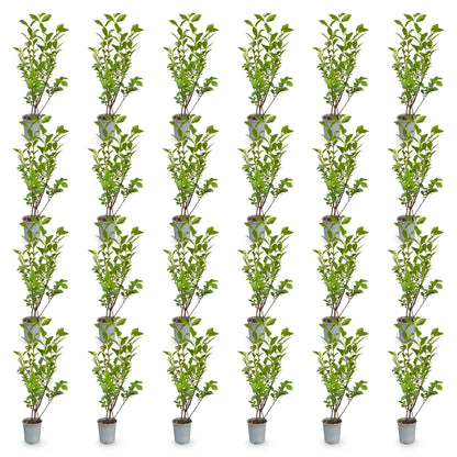 Ligustrum ovalifolium: 25 plants de Ligustre commun en pots individuels, feuillage vert dense, sur fond blanc uni.
