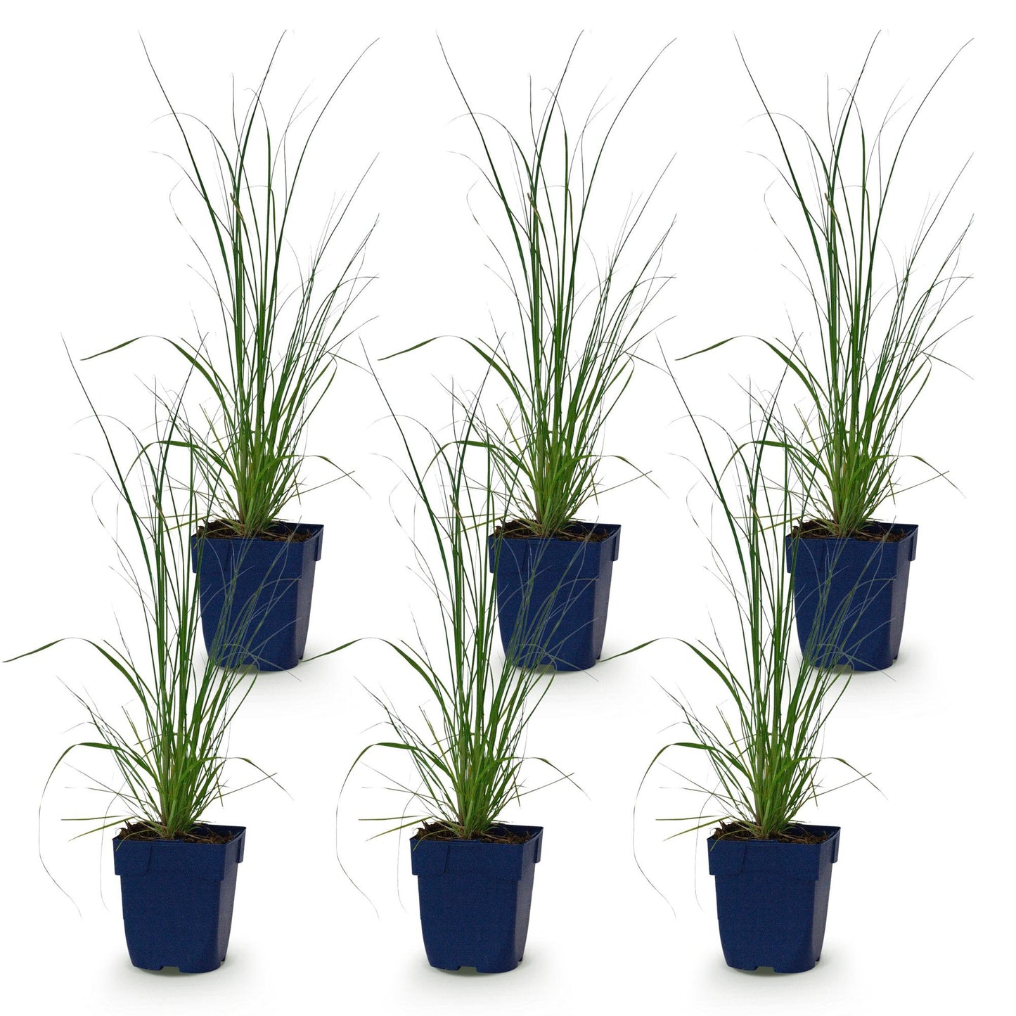Cortaderia sell. Pumila, herbe de la Pampa naine en pot de 11cm. Lot de 6 plants sur fond blanc.