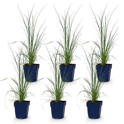 Cortaderia sell. Pumila, herbe de la Pampa naine en pot de 11cm. Lot de 6 plants sur fond blanc.