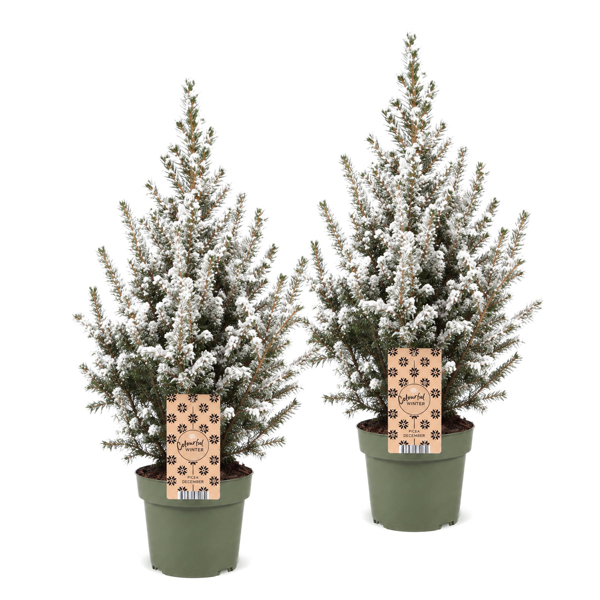Épicéa 'Conica' enneigé lot de 2 sapins en pot de 17 cm