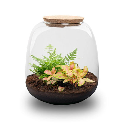 Kit terrarium Fittonia et fougère : Fittonia Ruby Lime