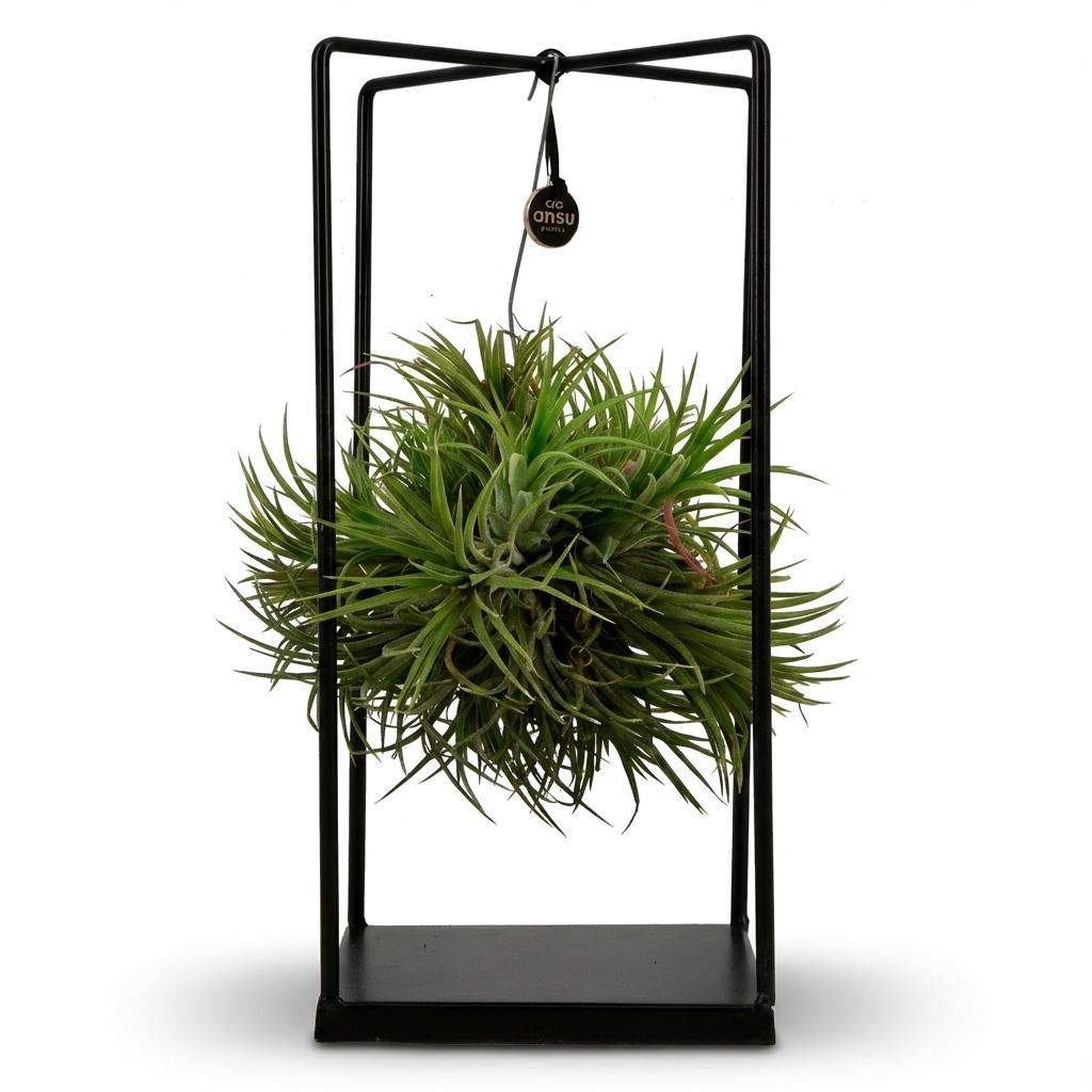 Touffe de Tillandsia, plante aérienne suspendue dans un cadre décoratif en métal noir, hauteur 30 cm
