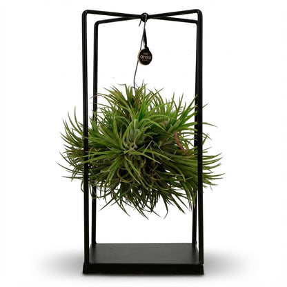 Touffe de Tillandsia, plante aérienne suspendue dans un cadre décoratif en métal noir, hauteur 30 cm