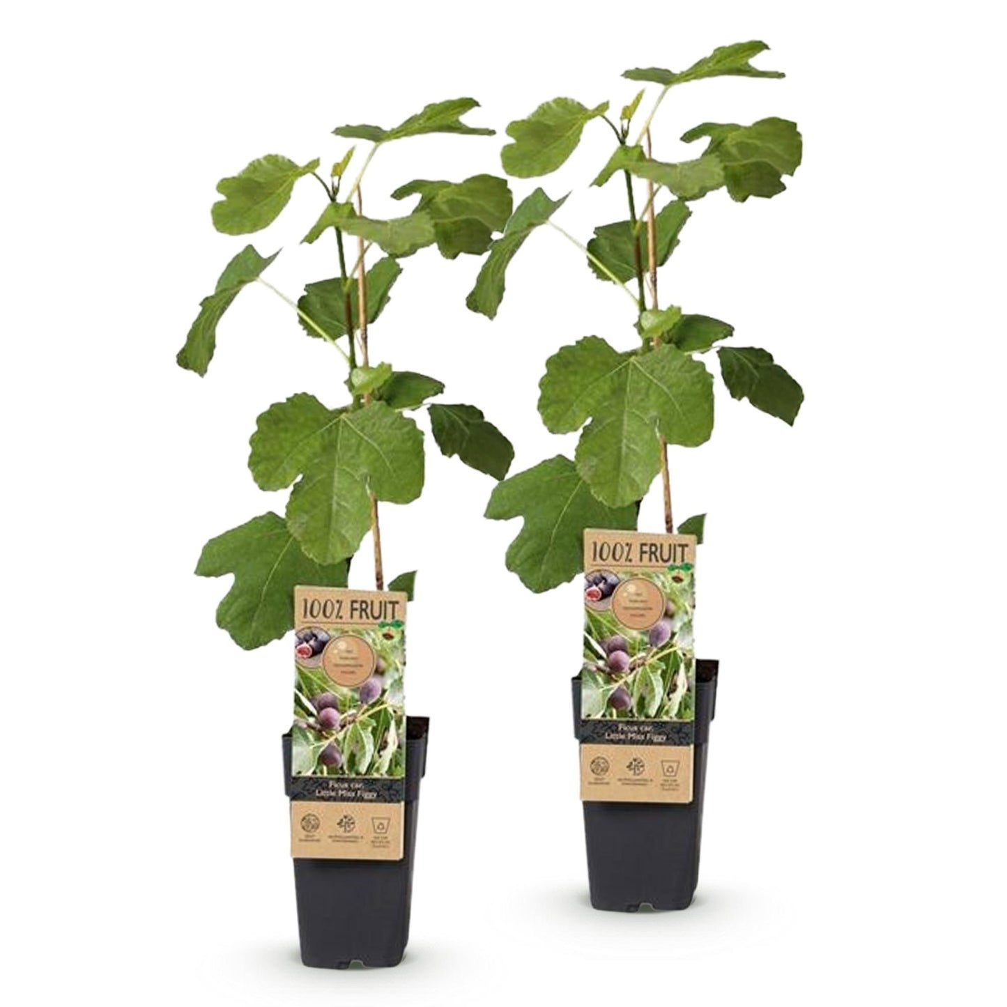 Ficus carica 'Little Miss Figgy' : Deux jeunes plants de figuier en pots, avec leurs étiquettes '100% Fruit', sur fond blanc.