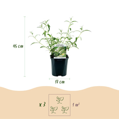 Buddleja davidii White Profusion, Arbre à papillons, montrant un plant en pot avec une hauteur de 45 cm et un pot de 17 cm. Un schéma indiqu