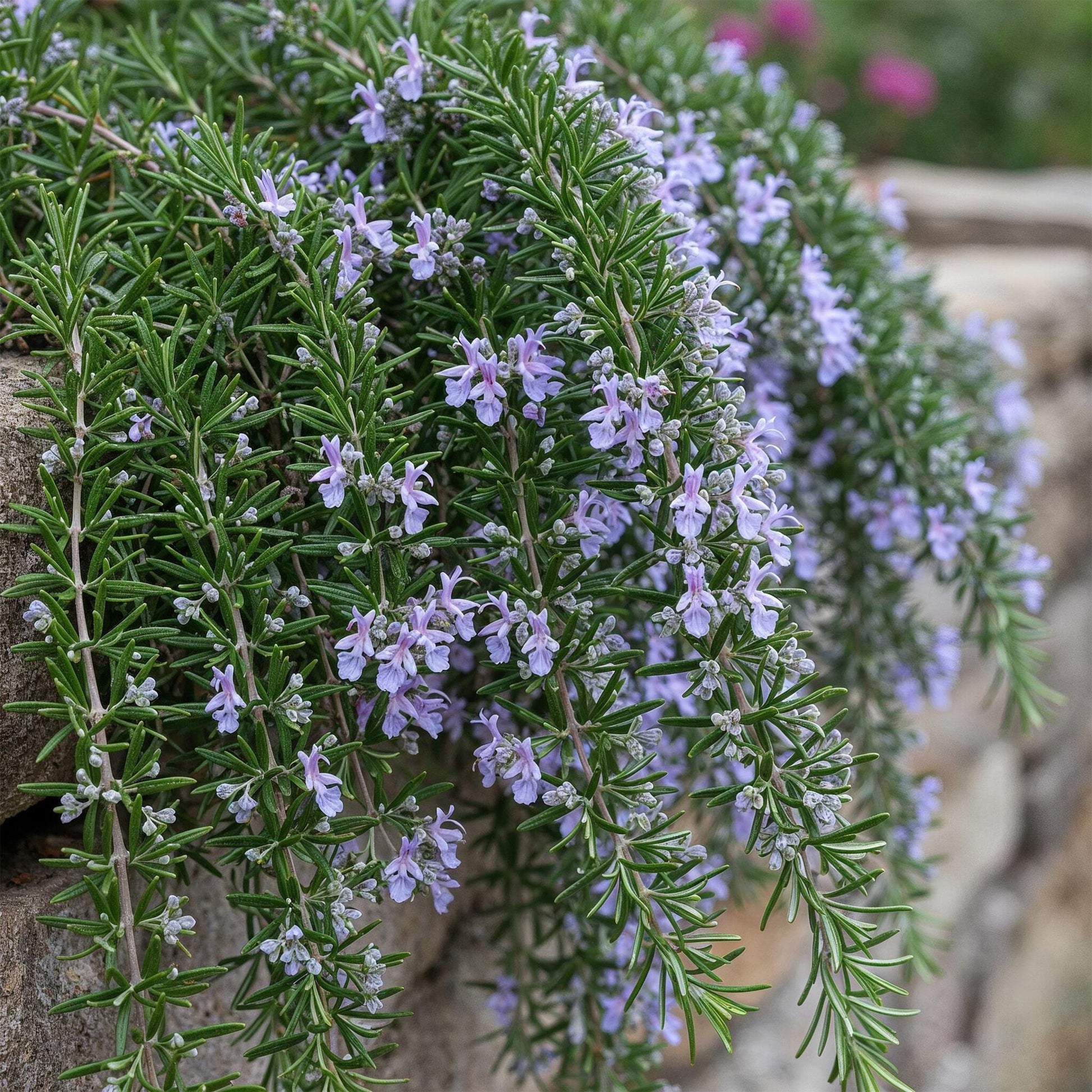 Romarin prostré (Rosmarinus officinalis Prostratus) avec de délicates fleurs violettes et un feuillage vert persistant, poussant en cascade 
