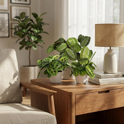 Plante d'intérieur - Marantha Silverband, Marantha Lemon Lime Marantha Kerchoveana - Plante à prière - Plante amie des animaux - Vert - 3 Plantes - avec Potter Blanc - Pot 12cm - Hauteur 25cm